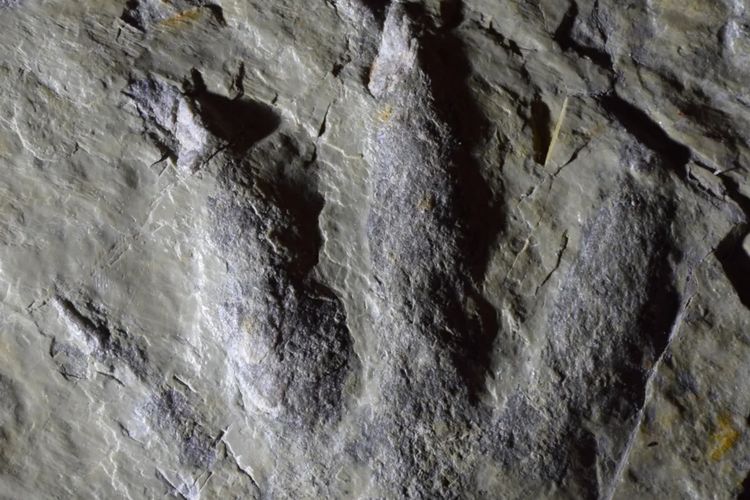 Jejak Kaki 230 Juta Tahun Lalu Ungkap Dominasi Awal Dinosaurus