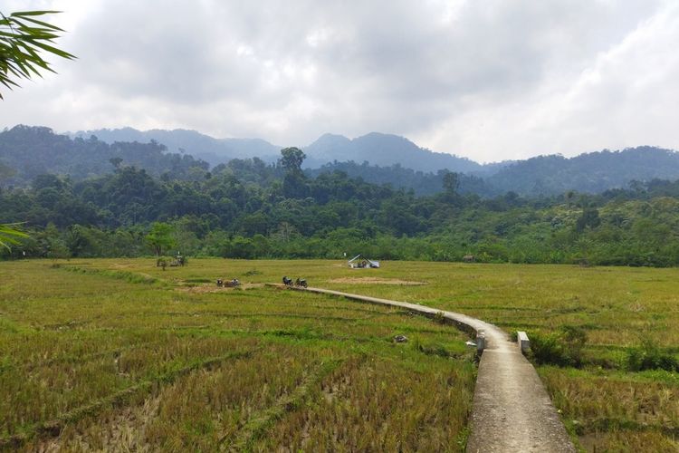 Sawah milik warga Desa Giri Nanto, Kecamatan Ulu Talo, Bengkulu. Warga memanfaatkan air sungai untuk kebutuhan hidup dan bersawah. Rencana pertambangan emas akan membuat ancaman musnahnya sawah.