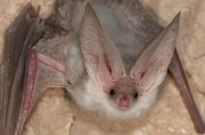 Kala Pelatih Taekwondo Tak Serang Balik saat Dianiaya Pemotor...