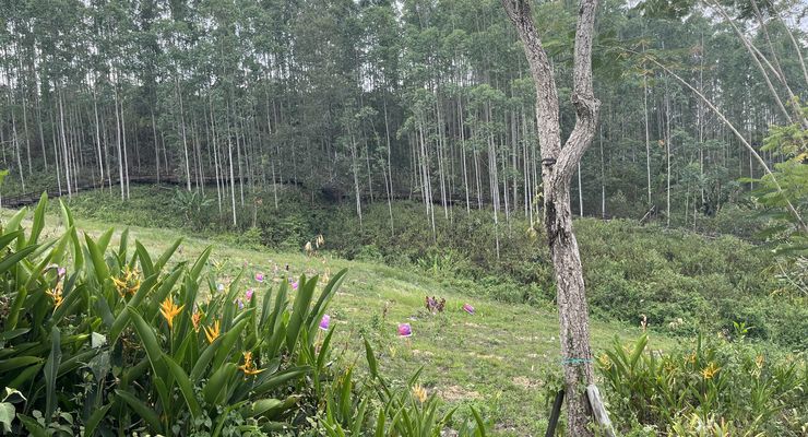 "Groundbreaking" Area Hijau IKN Dimulai Hari Ini