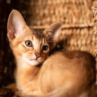  Kucing Abyssinian