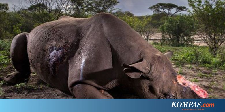 Bagaimana Memastikan Suatu Hewan Terancam Punah Atau Tidak