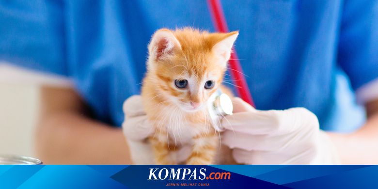 5 Penyakit yang Umum Dialami Anak Kucing - Vimarsana News