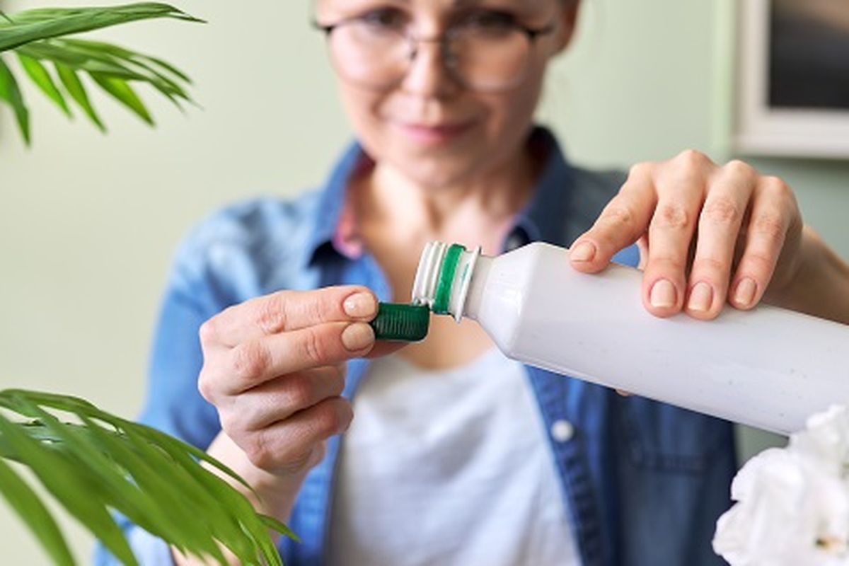 Ilustrasi pemberian ZPT pada tanaman