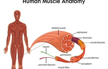 Berdasarkan morfologi dan fungsinya, jaringan otot pada manusia dibagi menjadi 3 yaitu