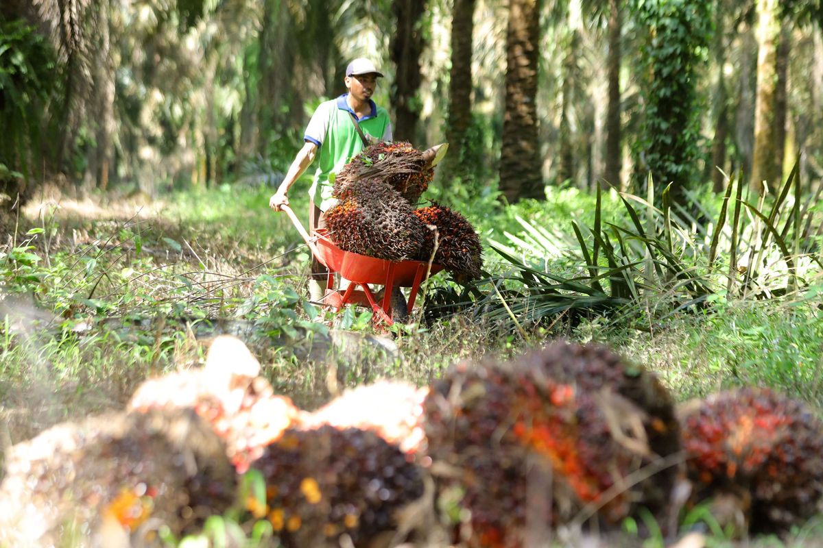 Petani mengumpulkan buah sawit hasil panen di perkebunan Mesuji Raya, Ogan Komering Ilir,  Sumatera Selatan, Senin (9/5/2022). Gabungan Pengusaha Kelapa Sawit Indonesia (GAPKI) berharap larangan ekspor minyak kelapa sawit atau crude palm oil (CPO) dan produk-produk turunannya tidak berlangsung lama, karena akan mempengaruhi keseluruhan ekosistem industri sawit nasional.