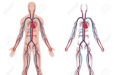 Sistem Sirkulasi Darah pada Manusia