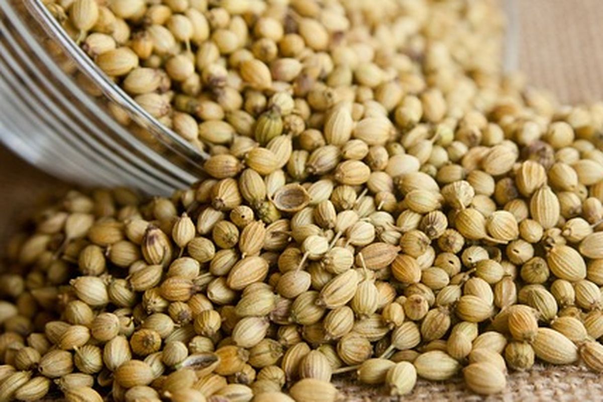 Biji ketumbar yang sudah dipanen