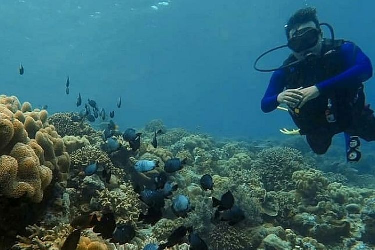 Para diver atau penyelam sedang menikmati keindahan bawah laut di perairan Wakatobi