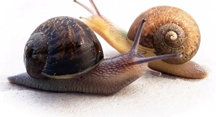 Ned, Siput Kidal dari Selandia Baru yang Sedang Mencari Jodoh