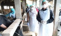 Hadapi Wabah PMK, Kementan Bangun Koordinasi Lintas Sektor untuk Persiapan Kurban