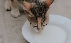 Mengapa Kucing Tidak Boleh Diberi Susu? Ini Alasannya