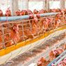 Jumlah Peternak Ayam Rakyat di Indonesia Terus Turun, Ini Sebabnya