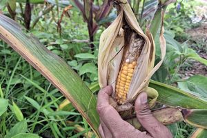 Benarkah Ladang Jagung yang Diresmikan Gibran Gagal Panen? Ini Faktanya