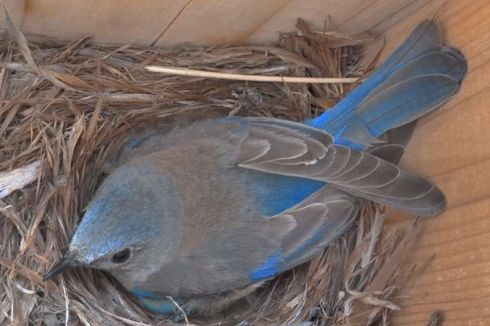 Peneliti Ungkap Polusi Suara Bikin Burung Alami Stres Kronis