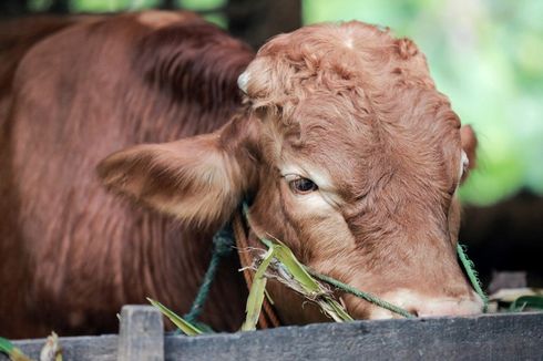 Jokowi Kurban Seekor Sapi Limosin Seberat 1 Ton Lebih di Kampung Gubernur Sulsel