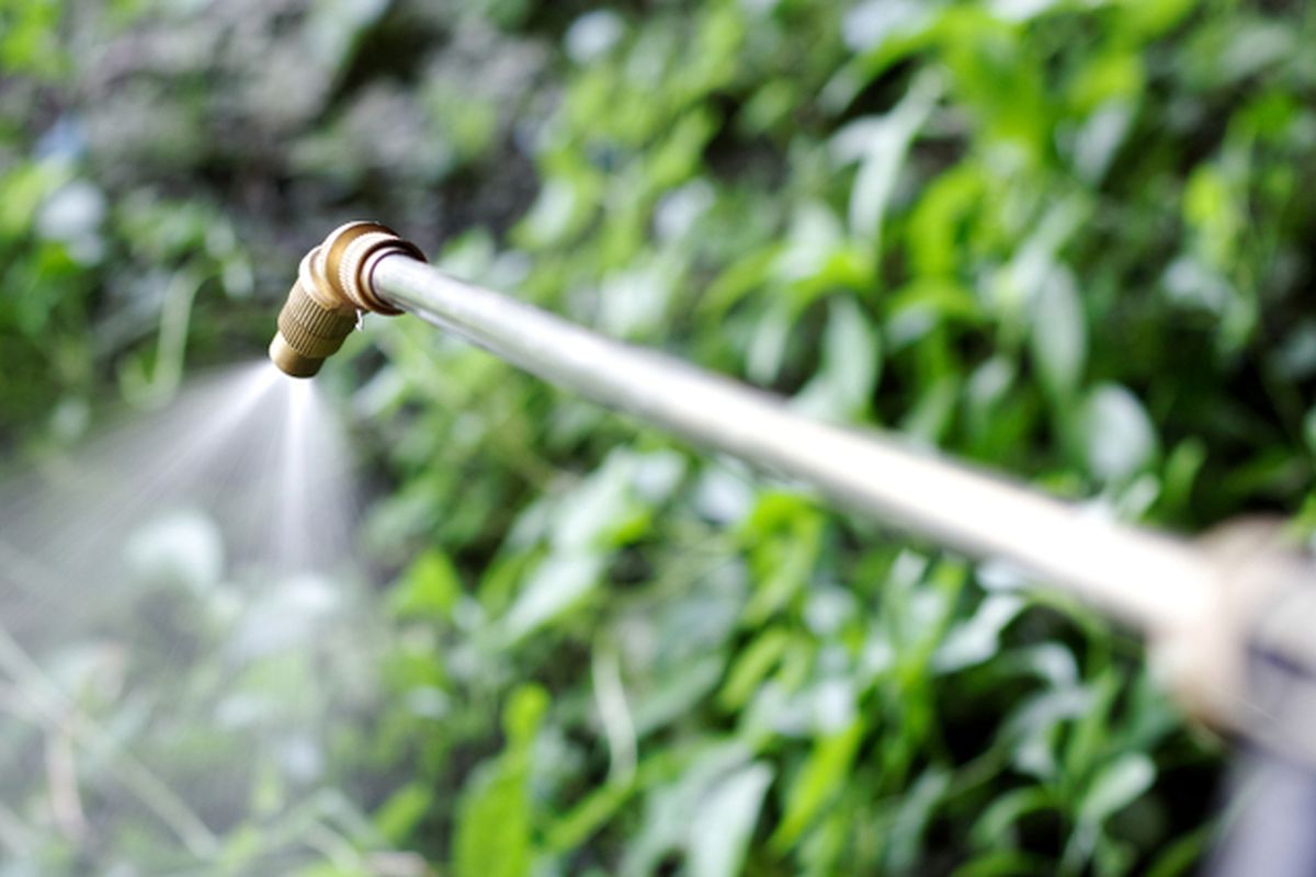 Ilustrasi pengaplikasian herbisida menggunakan sprayer