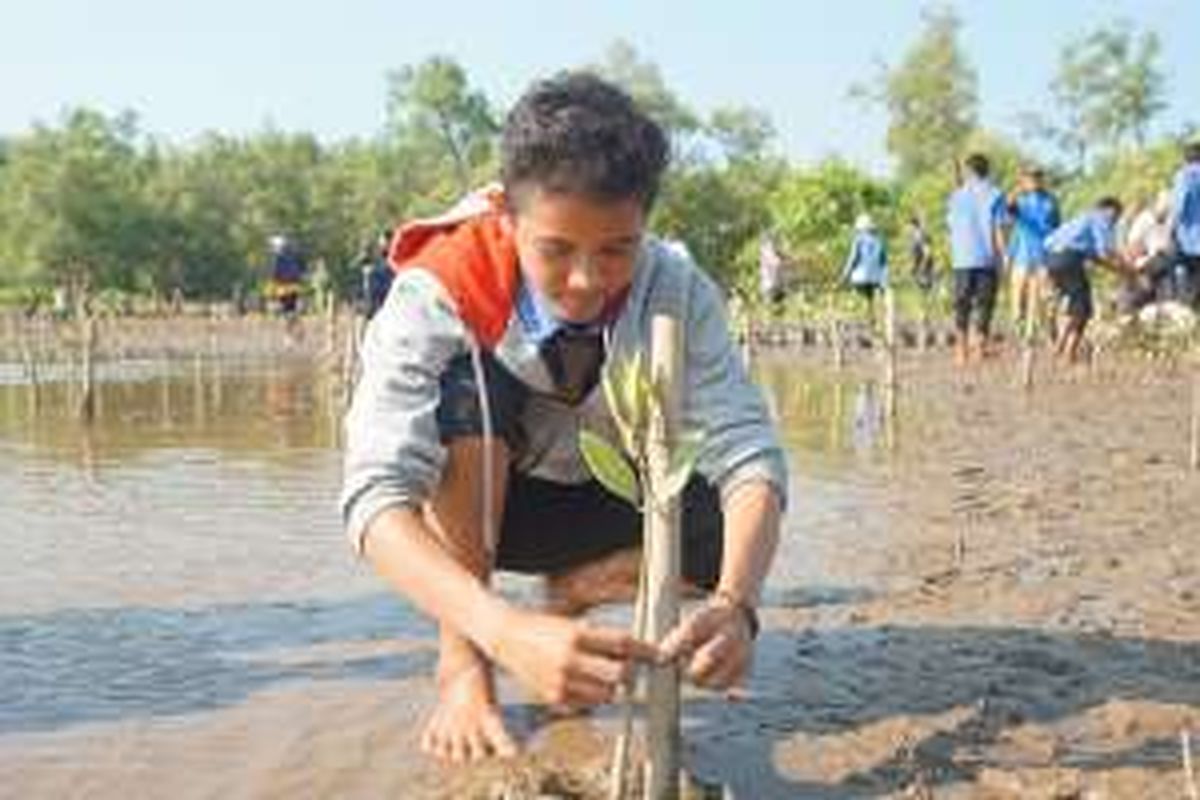 Siswa menanam bakau di Pantai Tasik Maya, Desa Padang Tikar, Kecamatan Batu Ampar, Kubu Raya, Kalimantan Barat, Rabu (13/4/2016).