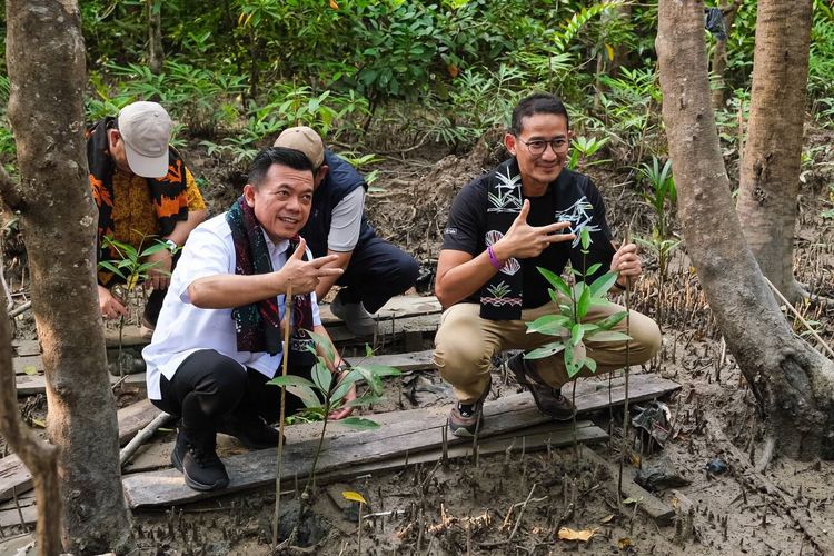 Menparekraf Sandiaga Uno menanam mangrove bersama Gubernur Jambi Al Haris di Wisata Mangrove Pangkal Babu, Kuala Tungkal, Kabupaten Tanjung Jabung Barat, Minggu (17/3/2024).