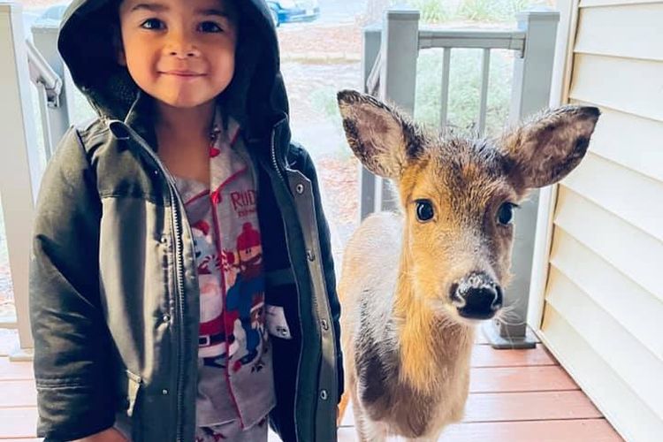 Seorang bocah bernama Dominic membawa anak rusa ke Massanutten Resort, Virginia, Amerika Serikat (AS).