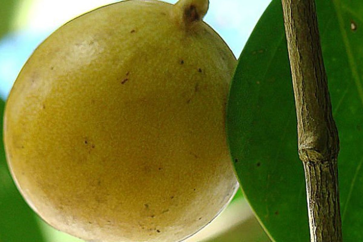 Death Apple atau kerap disebut pula Poison Guava.