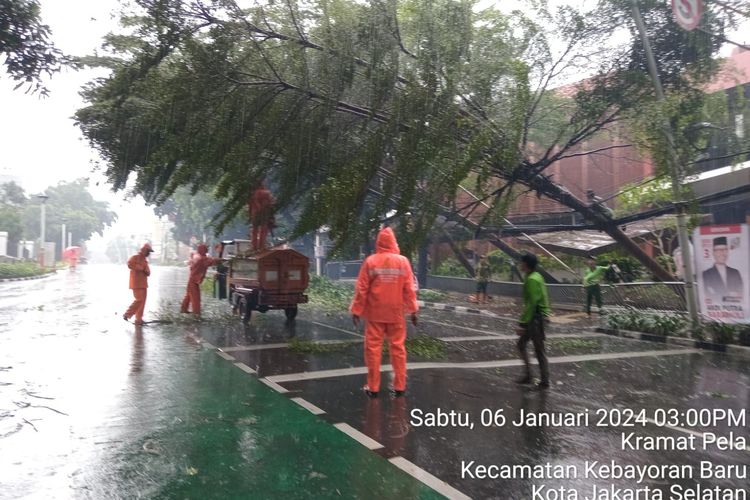 Petugas BPBD DKI Jakarta sedang mengevakuasi sejumlah pohon tumbang di Jalan Melawai Raya, Kramat Pela, Jakarta Selatan, Akibat hujan deras disertai angin kencang, Sabtu (6/1/2024).