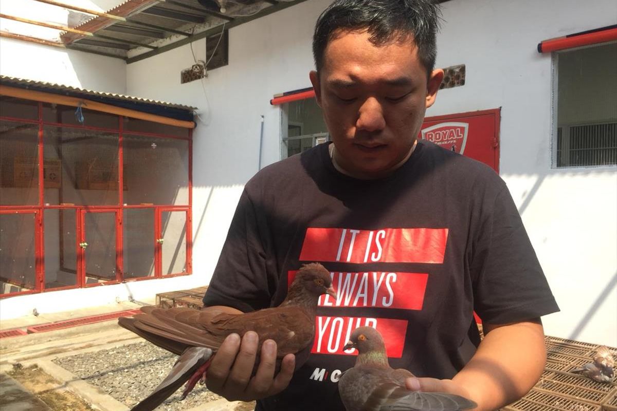 Burung Merpati Jayabaya, di Kalimulya, Cilodong, Depok, Jawa Barat, Kamis (4/7/2019).