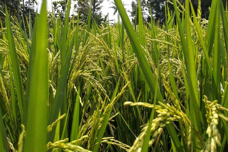 Ilustrasi tanaman padi.