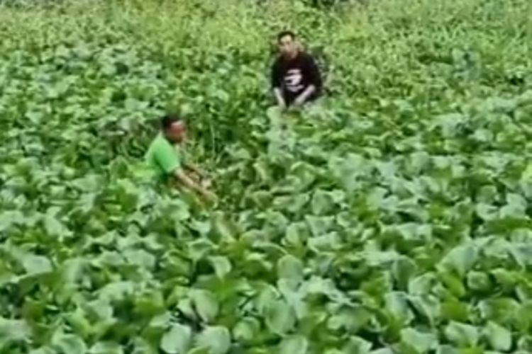 Tangkapan layar dari video yang diunggah di media sosial saat warga mencari sapi yang terperosok di rimbunya Enceng gondok. Sapi ini sebelumnya lepas saat akan dibawa ke lokasi pemotongan hewan kurban di Masjid Tajem, Sleman.