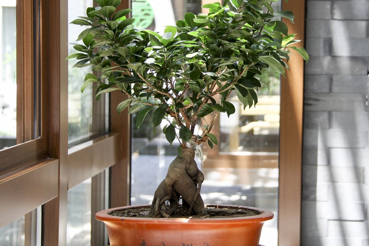 Ilustrasi tanaman bonsai, pohon bonsai. 