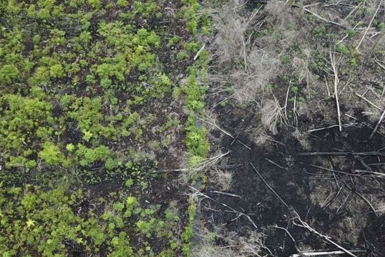 Lahan gambut di Suaka Margasatwa Rawa Singkil telah banyak ditebangi untuk pembukaan lahan ilegal perkebunan sawit. Foto diambil pada 2018.