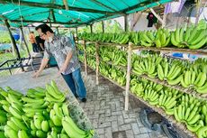 Dapat Bantuan dari BRI, Petani Pisang Cavendish Raih Omzet Rp 200 Juta Per Bulan