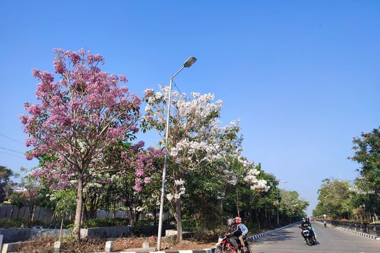 Bunga Tabebuya yang mekar di sekitar Jalan Madukoro Raya, Kecamatan Semarang Barat, Kota Semarang, Kamis (5/10/2023).

