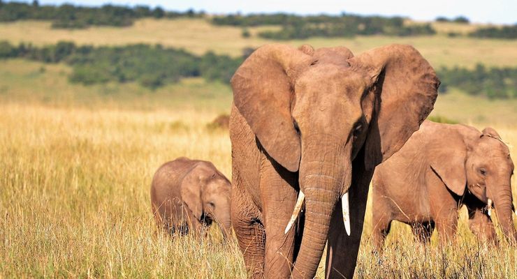 Ilmuwan Mulai Uji Coba Vaksin untuk Penyakit Herpes yang Sering Menyerang Gajah