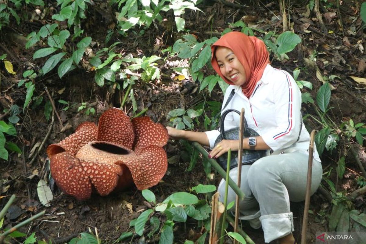Pengunjung melihat puspa langka bunga raksasa Rafflesia arnoldii di kawasan Liku Sembilan, Cagar Alam Taba Penanjung, Bengkulu Tengah, Provinsi Bengkulu, Jumat (30/1/2026).