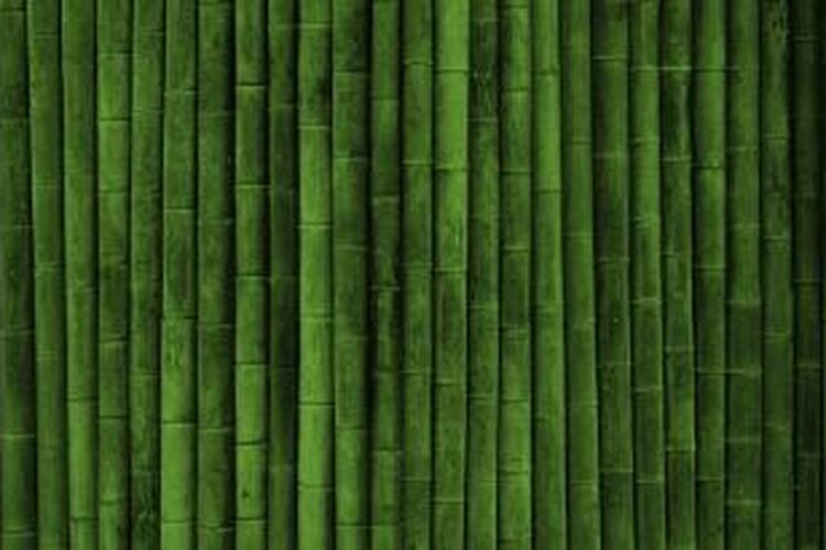 Bambu, salah satu jenis tanaman yang bisa diolah menjadi bahan sandang.