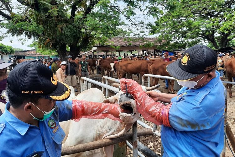Petugas melakukan pengecekan mulut hewan untuk mengantisipasi penyebaran Penyakit Mulut dan Kuku (PMK) di Pasar Pon, Kecamatan Blora, Kabupaten Blora, Jawa Tengah, Kamis (12/5/2022)