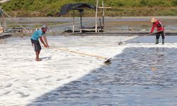 Tantangan Indonesia Swasembada Garam 2027, Produksi hingga Kualitas