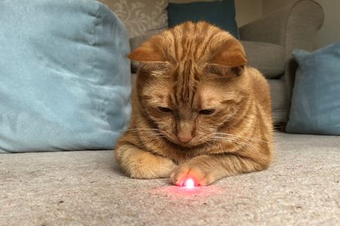 Mengapa Kucing Sangat Suka Mengejar Mainan Laser?