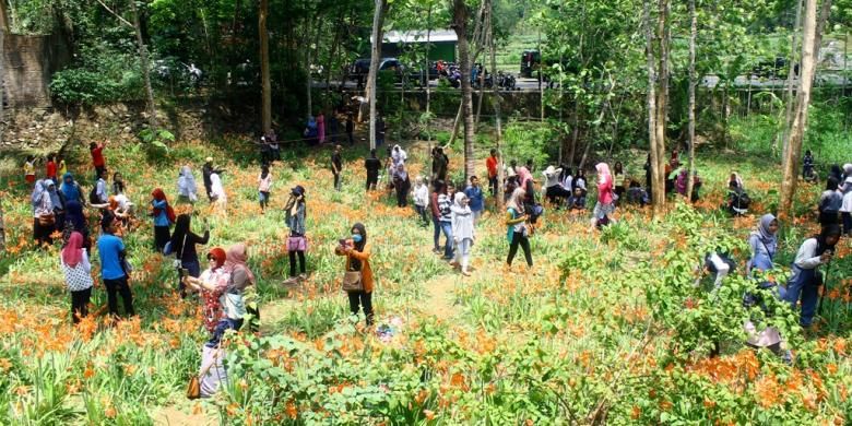 Ribuan pengunjung datang setiap harinya untuk melihat langsung hamparan bunga amaryllis yang sedang viral di media sosial.