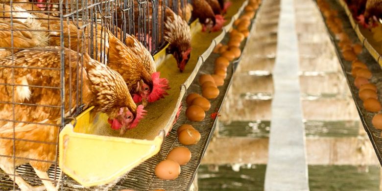 Mana Lebih Dulu Ayam Atau Telur Ilmuwan Australia Temukan