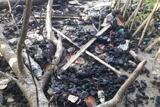 Ribuan Mangrove di Pesisir Lampung Timur Terdampak Pencemaran Limbah Hitam