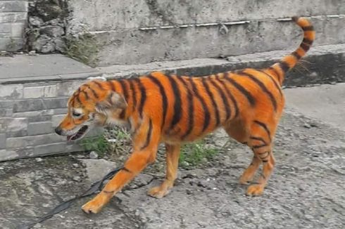 Foto Viral Anjing Dicat Mirip Harimau di Malaysia, Netizen: Wajahnya Sedih