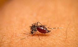 Nyamuk Muncul di Islandia, Tanda Nyata Dampak Perubahan Iklim