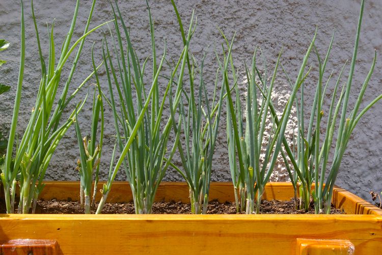 Ilustrasi menanam daun bawang di pot.