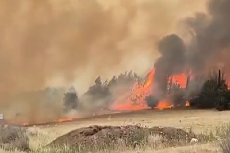 Update Kebakaran Hutan Israel: Api Dikendalikan, Penyebab Belum Jelas