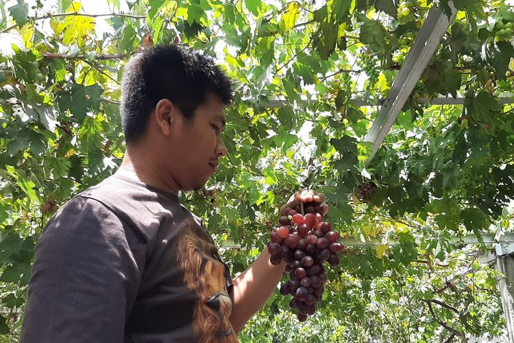 Salah Seorang Inisiator Kampung Anggur, Rio Aditya Sedang Memetik Anggur di Dusun Plumbungan, Desa Sumbermulyo, Kecamatan Bambanglipuro, Bantul. Selasa (03/12/2019)
