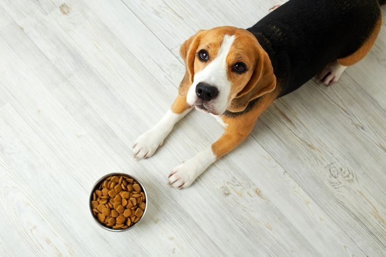 Ilustrasi anjing ridak nafsu makan akibat gastritis