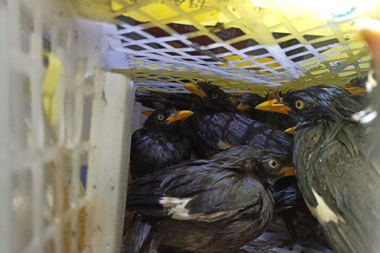 Beberapa burung kicau liar asal Sumatera yang hendak diselundupkan ke Jawa. Upaya penyelundupan ini digagalkan di Pelabuhan Bakauheni oleh anggota KSKP Bakauheni, Selasa (24/5/2022) malam.