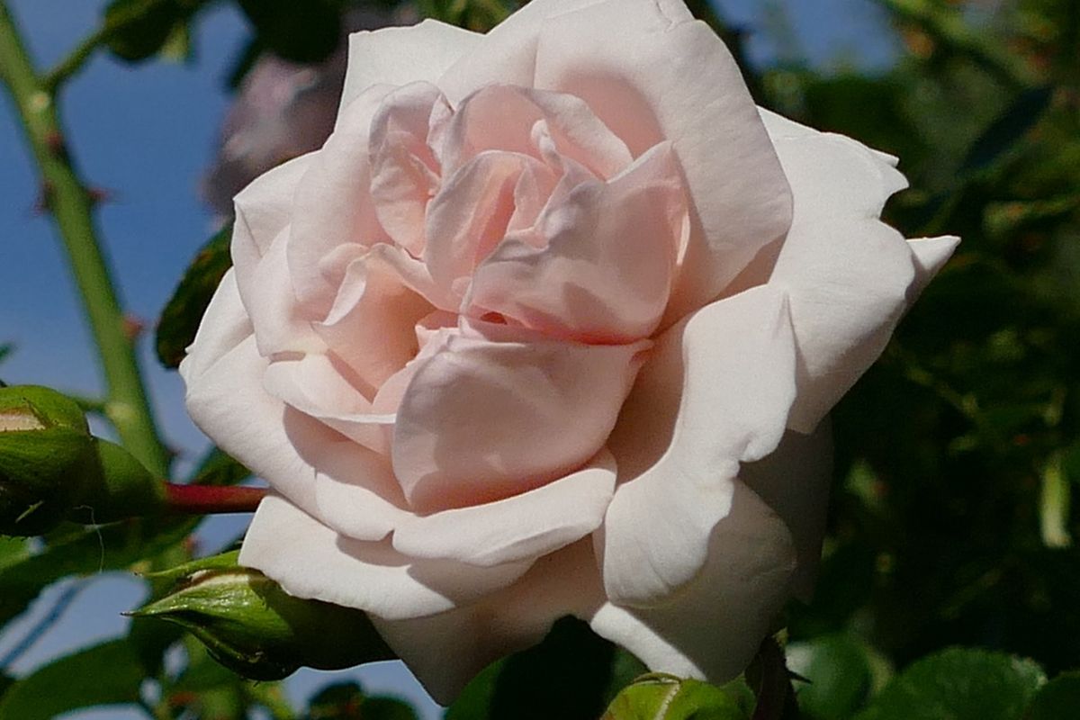 Ilustrasi bunga mawar Rosa New Dawn. 